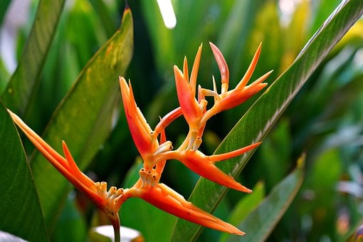 Heliconia, Kvet, Oranžová, Príroda, List