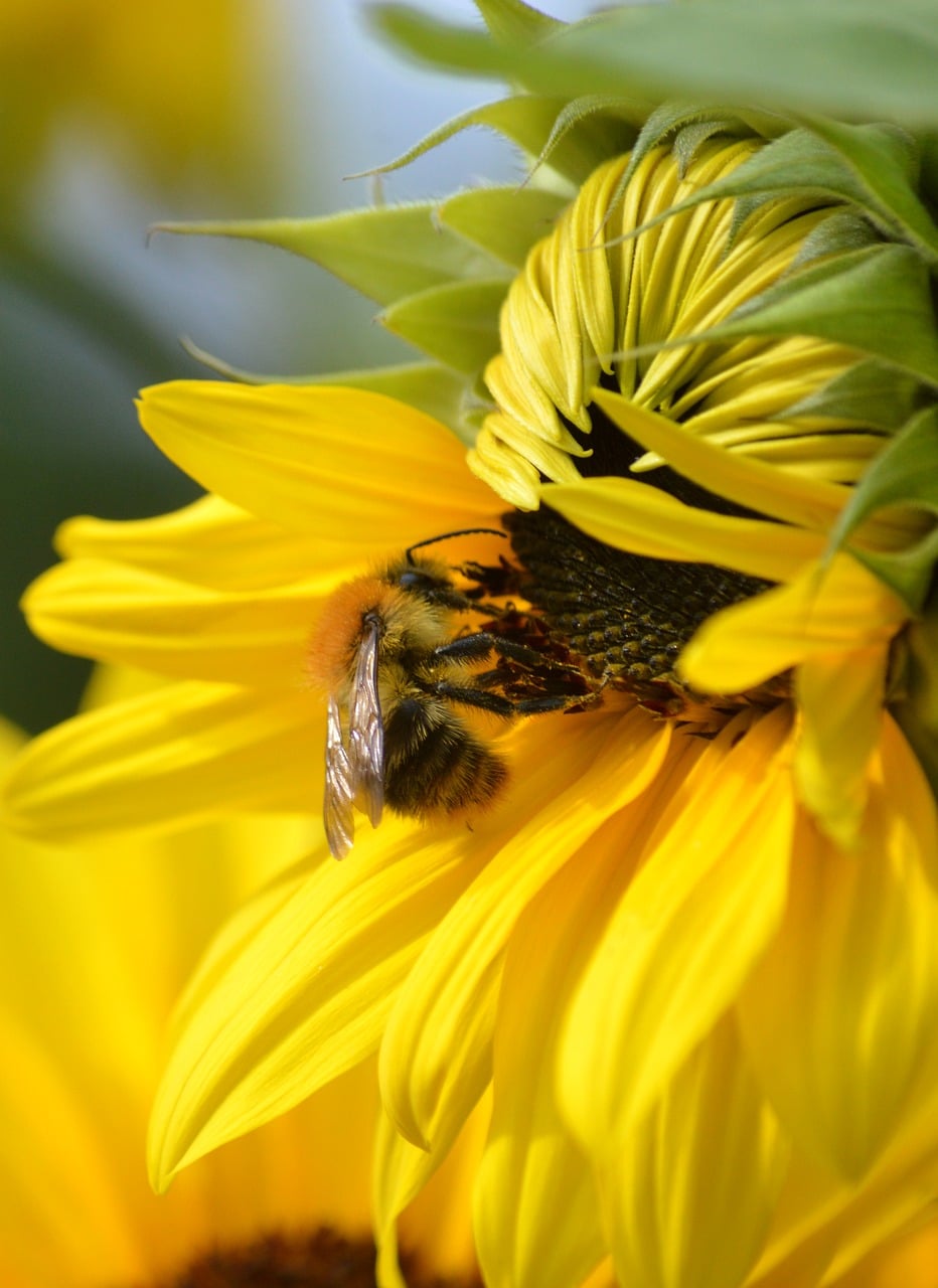 Download free HD stock image of Bumblebee Sunflower Free Bumblebee Sunflower photo and picture