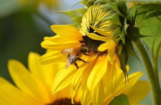 Free Bee Sunflower photo and picture