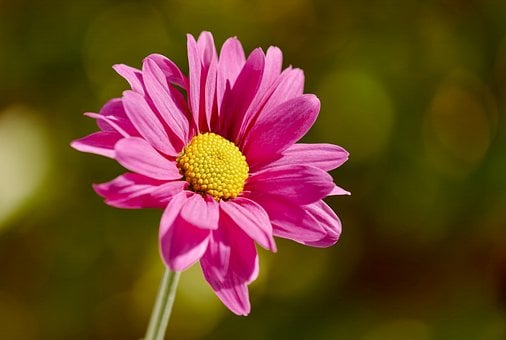 Pink Marguerit, Krysantemum