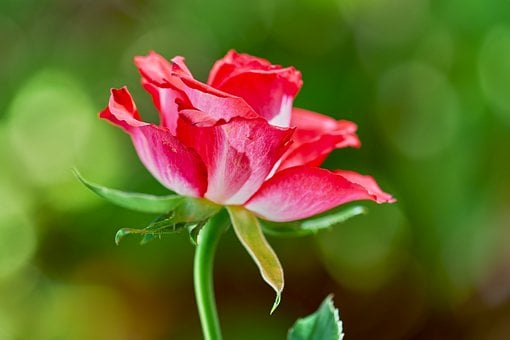 Rose, Blomst, Makro, Have, Blade