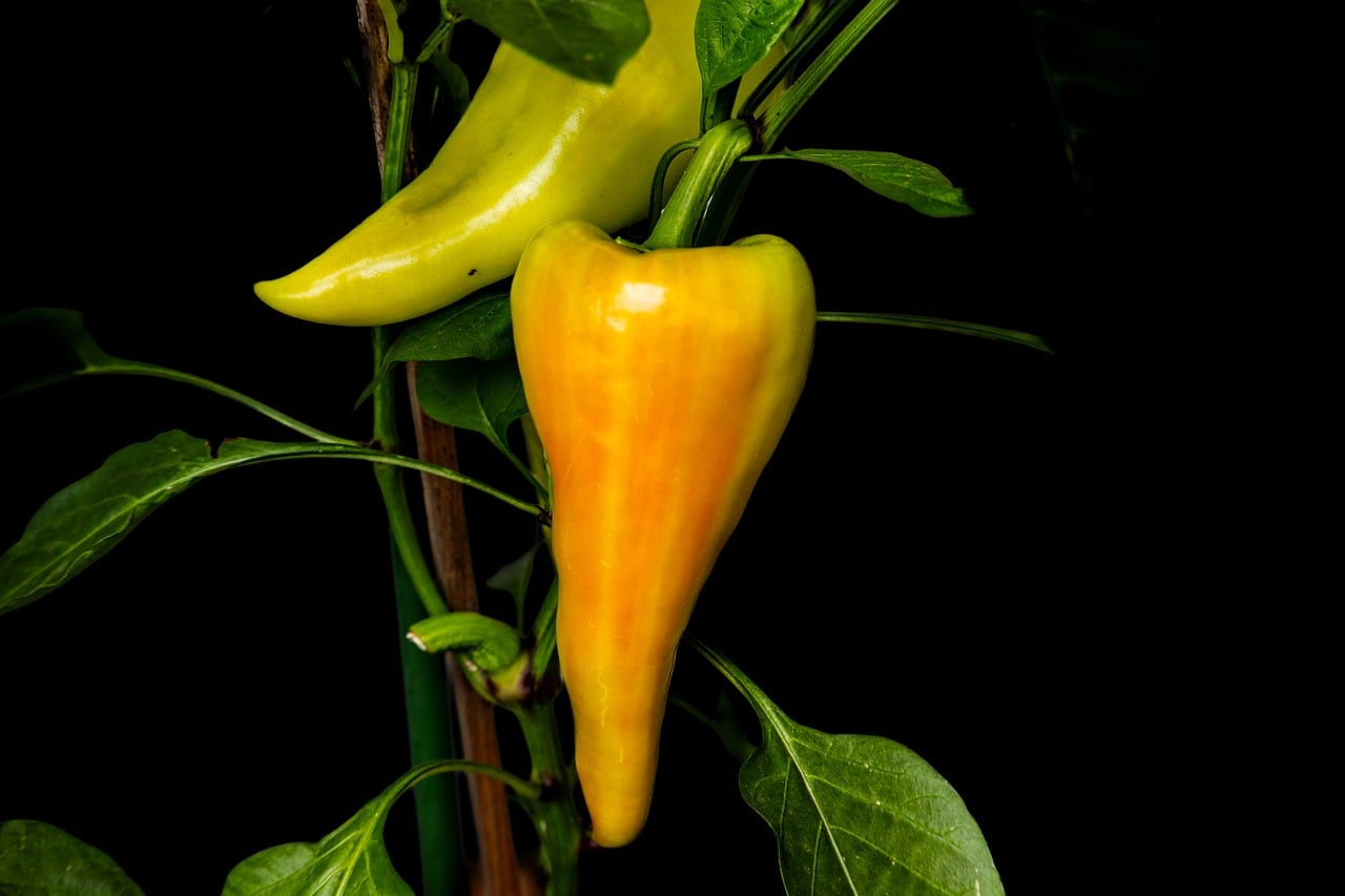 Paprika, Žltá Paprika, Zelená Paprika