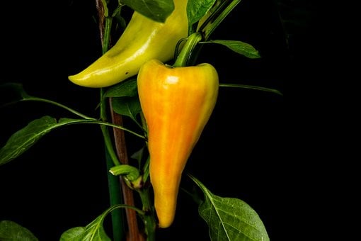 Pimiento, Pimiento Amarillo