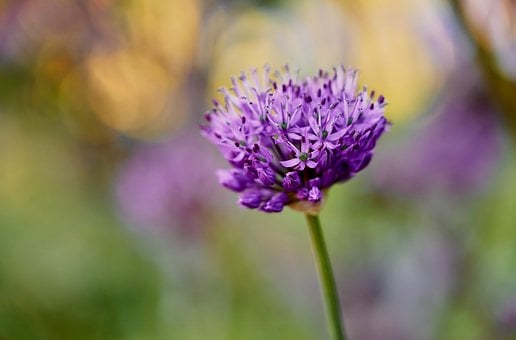 Lilla Blomst, Makrofotografering, Natur