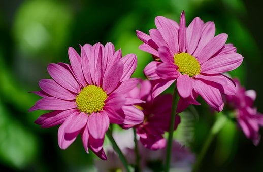 Pink Blomst, Daisy, Krysantemum