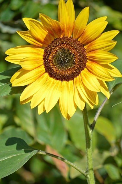 Free Sunflower Garden photo and picture