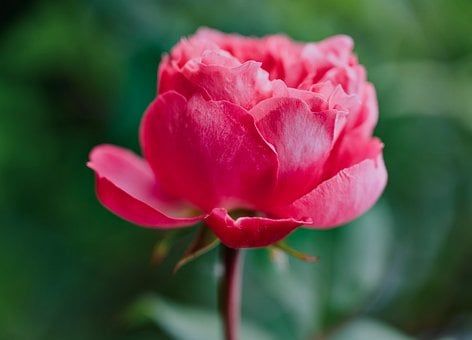 Pæon, Pink Pæon, Blomstrende Blomst