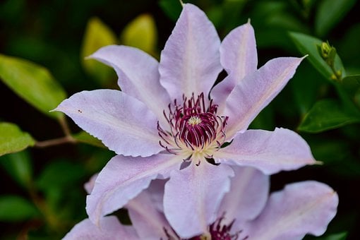 Klematis, Lilla Blomst, Klatreplante