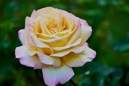 Gul Rose, Pink Kant, Tofarvet, Blomstrer