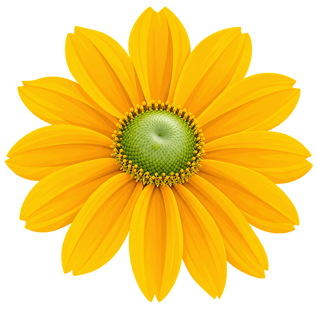 Free yellow flower coneflower garden flower vector