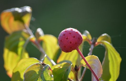 Free Drupelet Fruit Dogwood photo and picture