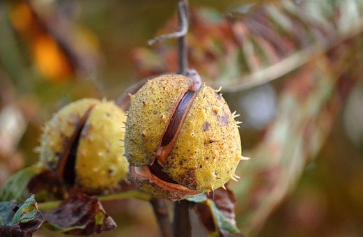 Free Chestnut Autumn photo and picture