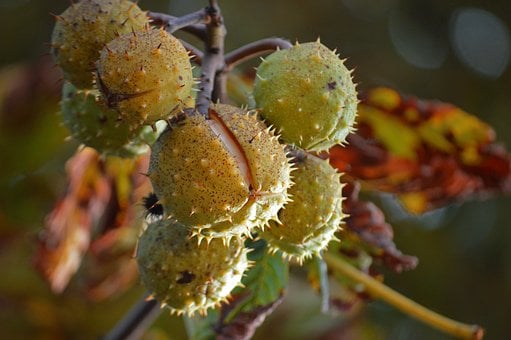 Free Chestnuts Nature photo and picture