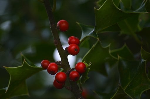 Free Holly Red Berries photo and picture
