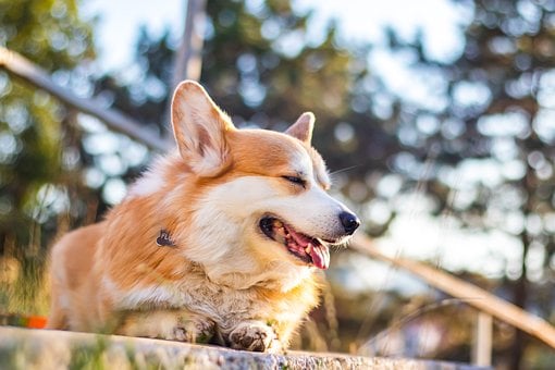 Pes, Hd Tapety, Příroda, Corgi