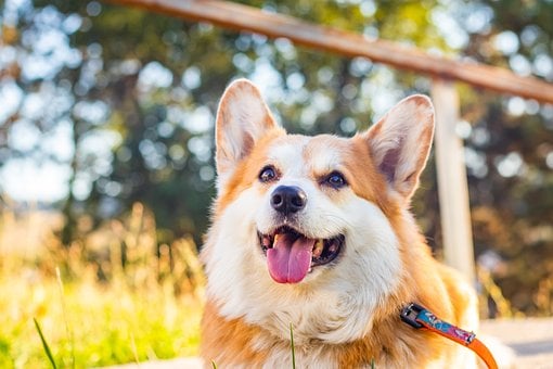 Pes, Příroda, Corgi, Pembroke