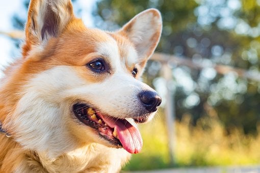 Pes, Příroda, Corgi, Pembroke