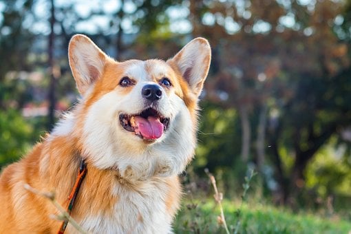 Pes, Příroda, Corgi, Pembroke