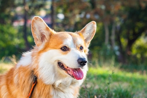 Pes, Příroda, Corgi