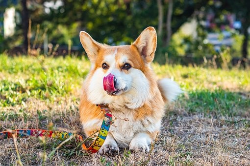 Pes, Pembroke Welsh Corgi, Roztomilý