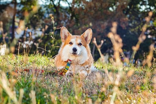 Pes, Příroda, Corgi