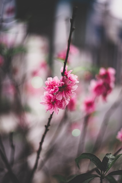 Free Blooming Pink Flower photo and picture