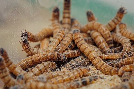 Würmer, Larven, Insekten, Natur