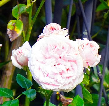 Free Rose Pink photo and picture