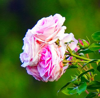 Free Rose Flower photo and picture