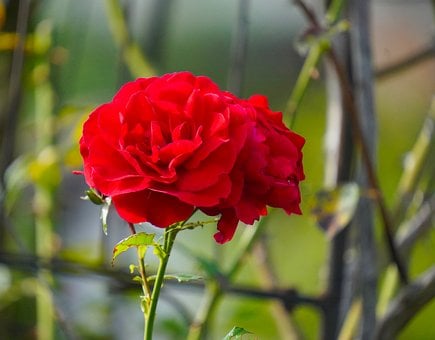 Free Rose Red photo and picture