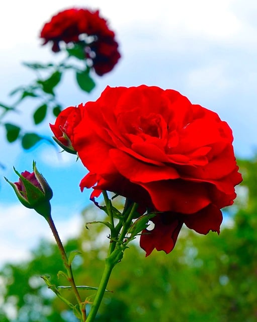 Free Rose Red Rose photo and picture