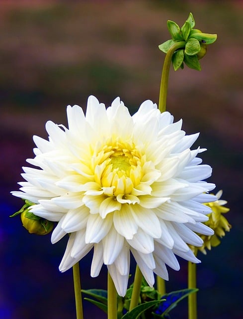 Free Dahlia White Color photo and picture