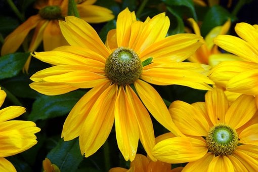 Free Flower Yellow photo and picture