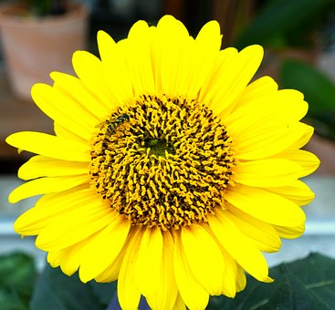 Free Sunflower Yellow Color photo and picture