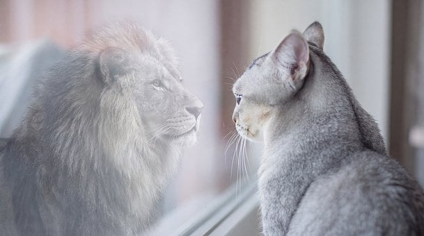 Free Cat Lion illustration and picture
