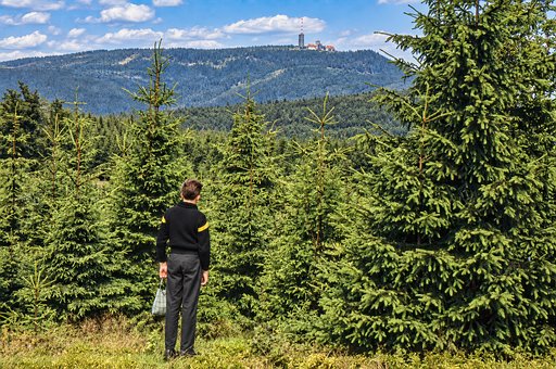 Natur, Wandern, Wald, Aussicht, Bäume