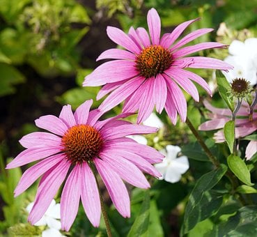 Free Echinacea Pink Flowers photo and picture