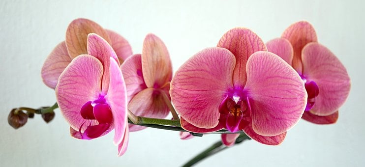 Free Orchid Pink photo and picture