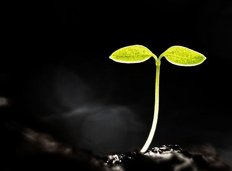 Free Seedling Sprout photo and picture