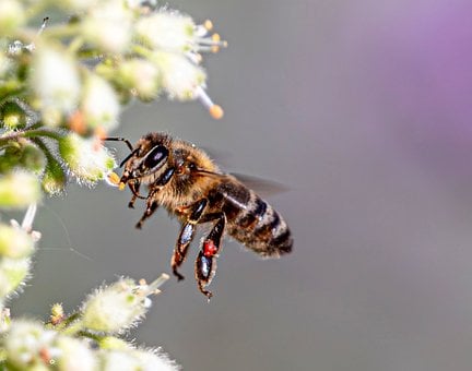 Free Bee Honeybee photo and picture