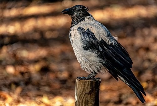 Free Crow Bird photo and picture