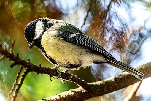 Free Great Tit Bird photo and picture