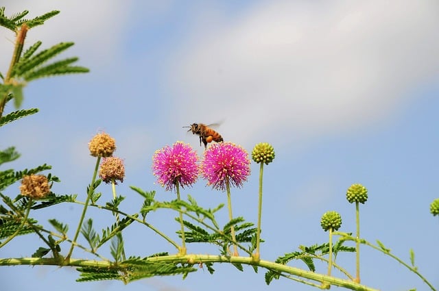 Free Bee Nature photo and picture