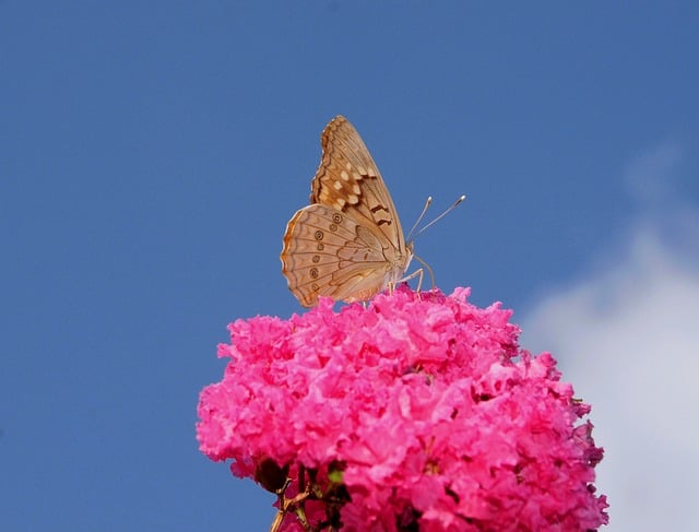 Free Butterfly Nature photo and picture