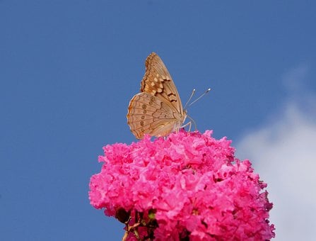 Borboleta, Natureza, Polinização, Flor