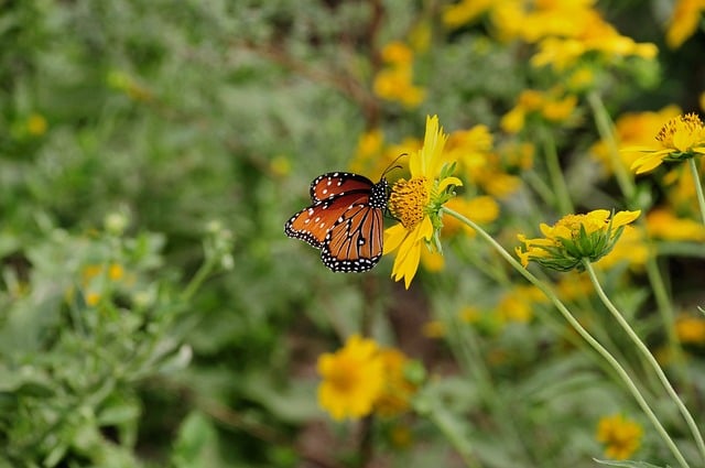 Free Butterfly Nature photo and picture