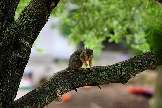 Free Squirrel Tree Branch photo and picture
