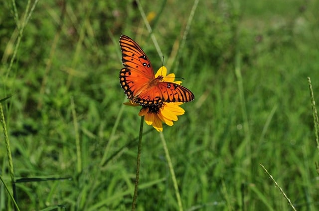 Free Butterfly Nature photo and picture