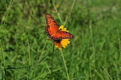 Borboleta, Natureza, Inseto, Polinização