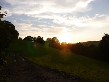 Paisagem, Árvores, Floresta, Campo